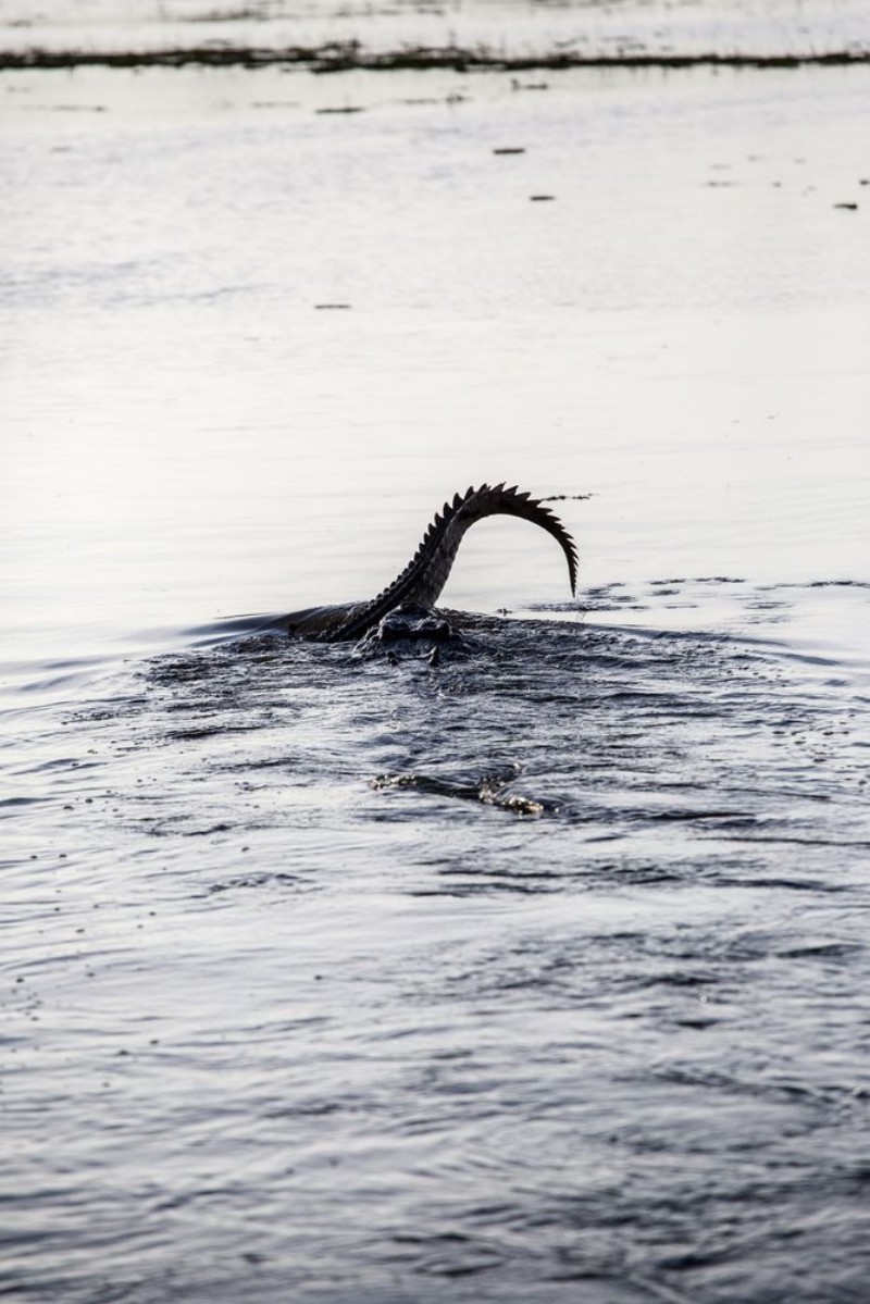 Afbeeldingen van Yellow Water Billabong Crocodile Tail Australia