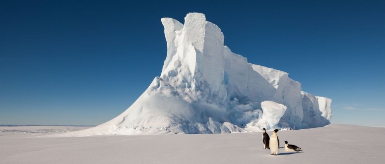 Picture of Emperor penguins in front of massive iceberg