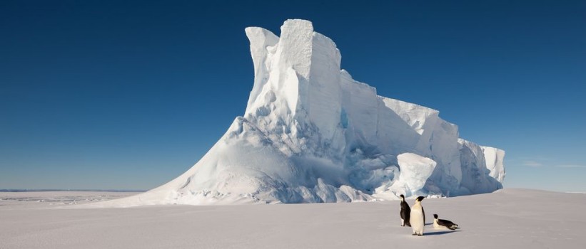 Picture of Emperor penguins in front of massive iceberg