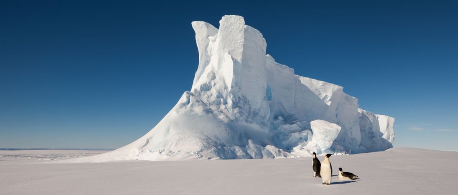 Afbeeldingen van Emperor penguins in front of massive iceberg