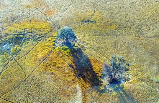 Picture of Okavango delta Okavango Grassland is one of the Seven Natural Wonders of Africa view from the airplane - Botswana