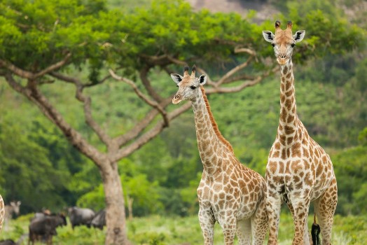Picture of Two Giraffes and an Acacia Tree