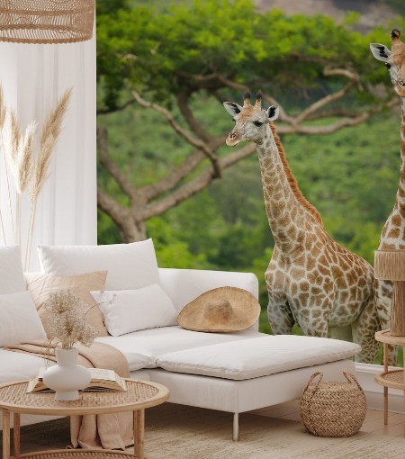 Picture of Two Giraffes and an Acacia Tree