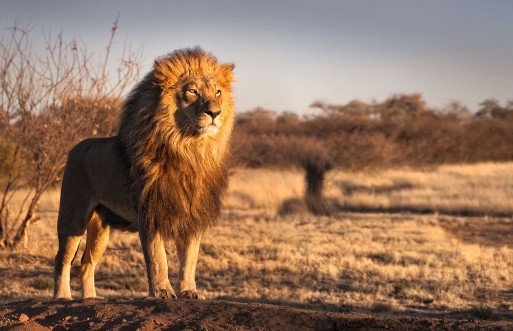 Picture of Strong and confident lion on a hill