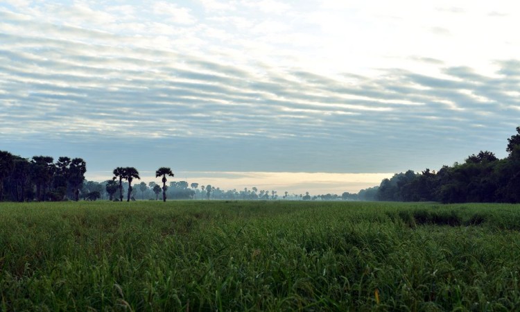 Picture of Early morning rural area of Cambodia near Angkor Tepmles