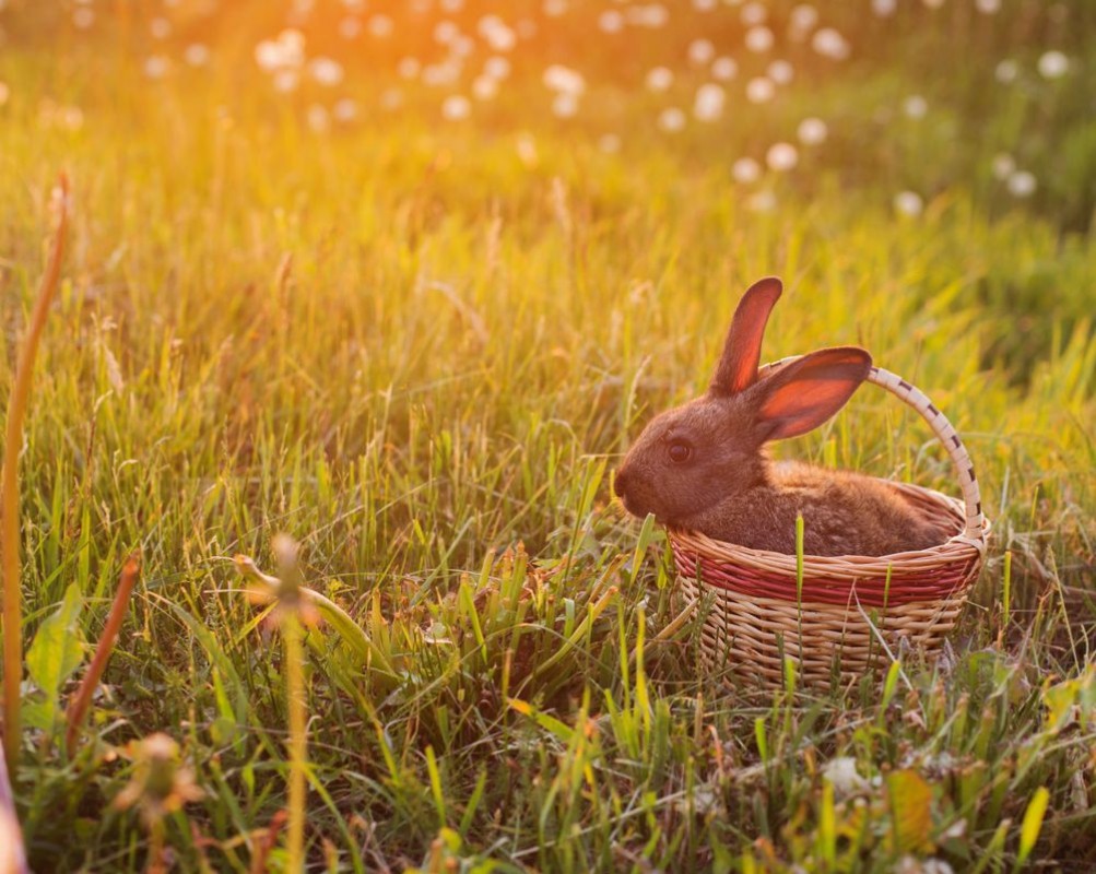 Image de Rabbit in basket outdoor