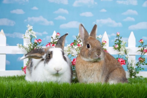 Brown dwarf rabbit sitting in green grass next to white and brown lop eared bunny facing viewer White picket fence with small pink roses Blue background sky with clouds Copy space photowallpaper Scandiwall