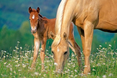 Afbeeldingen van Palomino Horse mare and Foal grassing at summer pasture