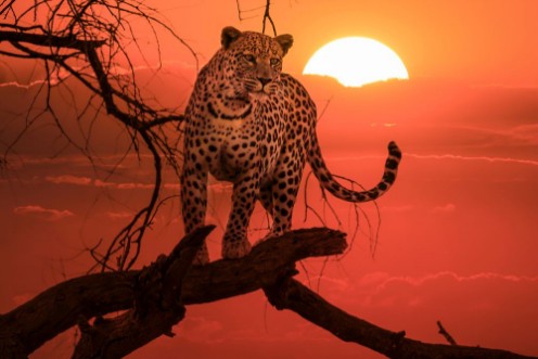 Bild på Solnedgång Leopard på gren