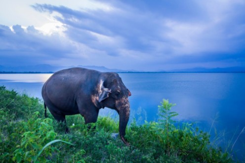 Afbeeldingen van Sri Lankan Elephant in Uda Walawe national park Sri Lanka