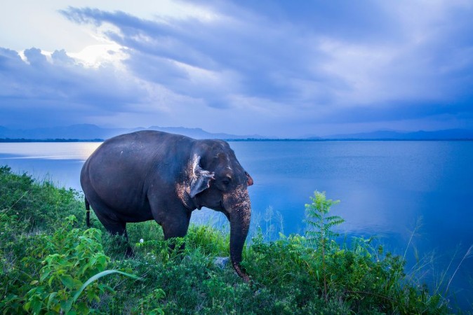 Bild på Sri Lankan Elephant in Uda Walawe national park Sri Lanka