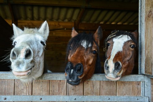 Bild på Portrait of three funny smiling horses heads in their stable Equestrianan horse riding concept