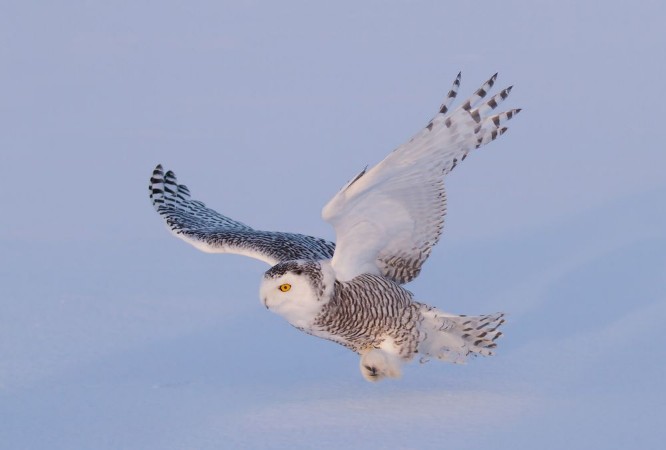 Picture of Snowy owl Bubo scandiacus isolated on a blue background flies low hunting over an open snowy field in Canada