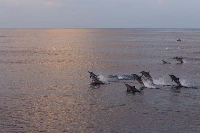Afbeeldingen van Dolphins are pursuing a flock of fish at sunset