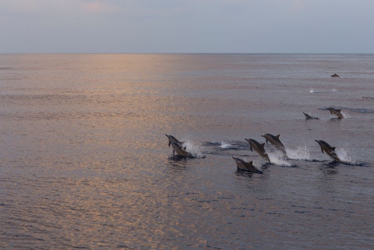 Image de Dolphins are pursuing a flock of fish at sunset