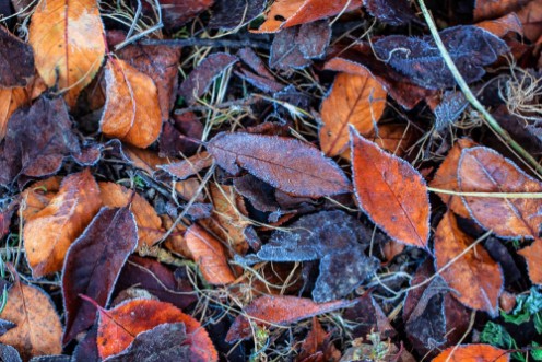 Bild på Autumn leaf foliage background covered in cold frost