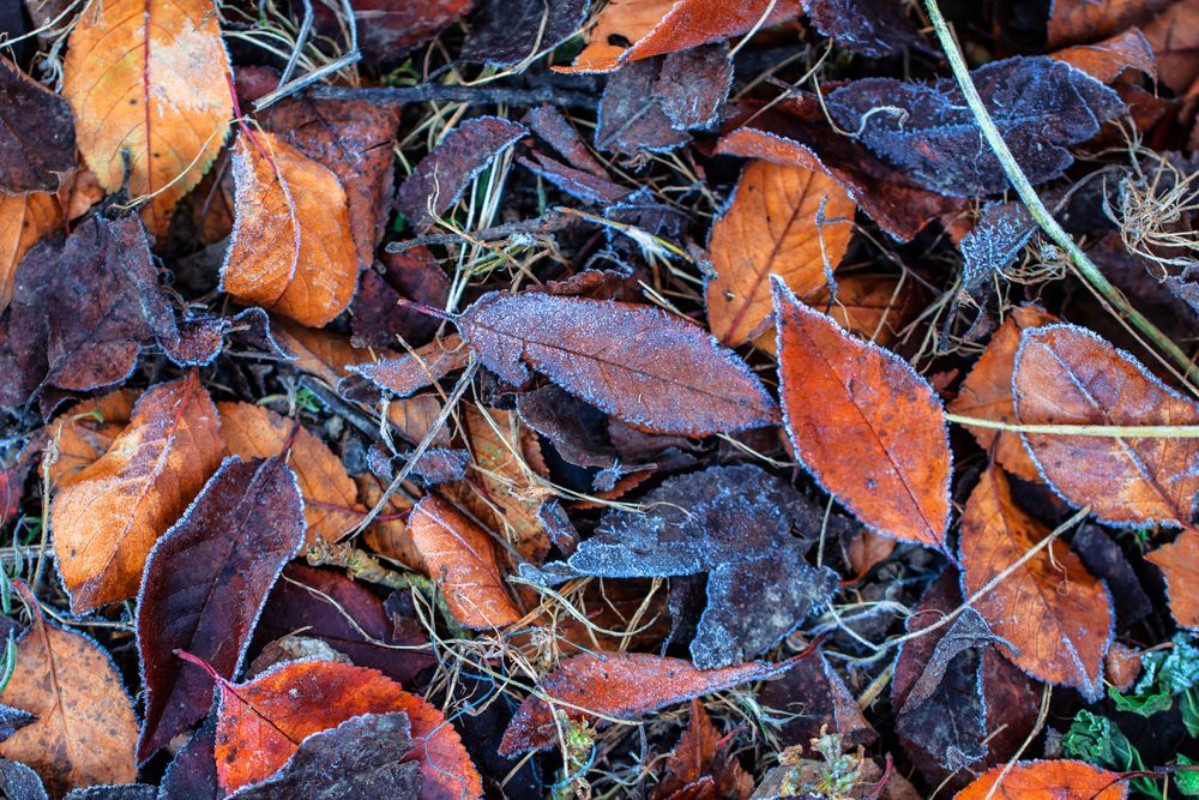 Image de Autumn leaf foliage background covered in cold frost