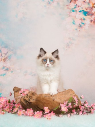 Image de Pretty blue eyed ragdoll baby cat in a wooden scale on a romantic background with flowers and soft pastel colors