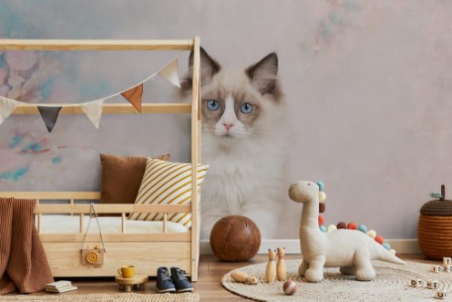Image de Pretty blue eyed ragdoll baby cat in a wooden scale on a romantic background with flowers and soft pastel colors