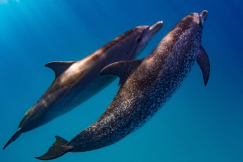 Afbeeldingen van Atlantic Spotted Dolphins
