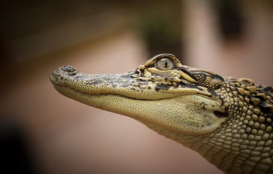Bild på Alligator at Texas State Aquarium
