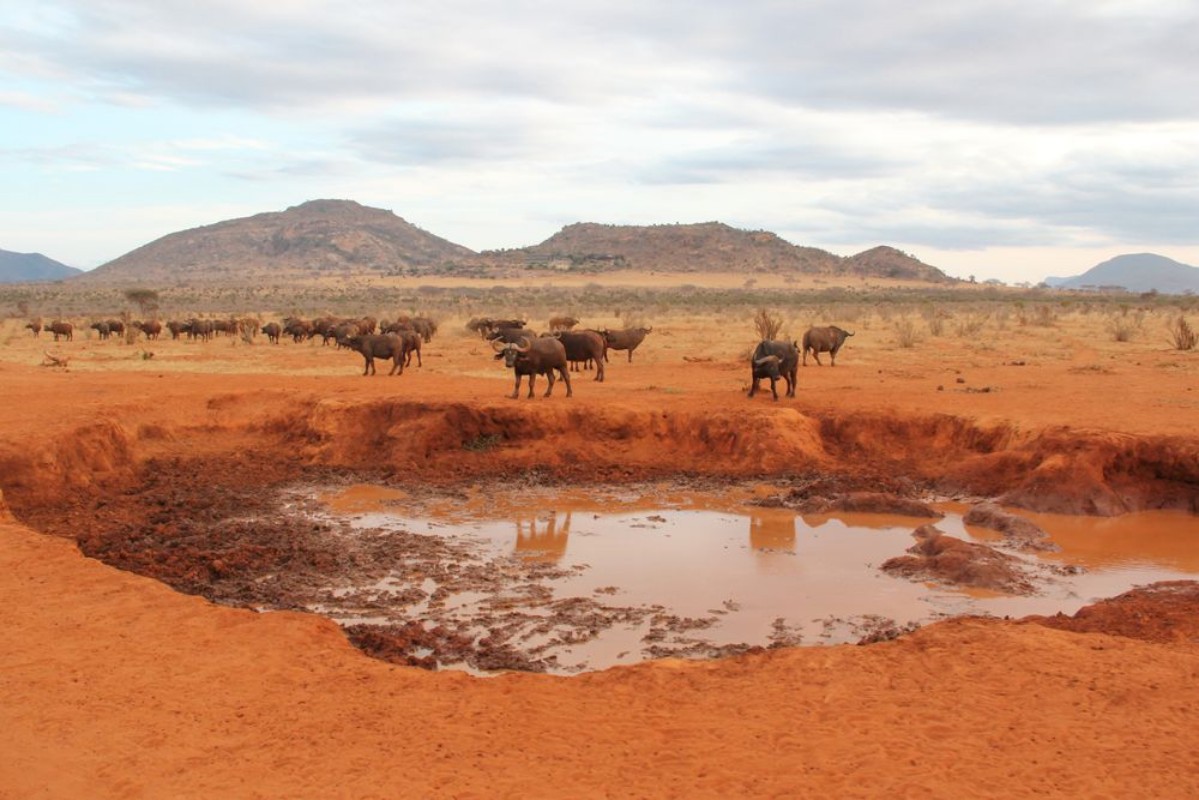 Afbeeldingen van Bufali in Kenya su terra rossa