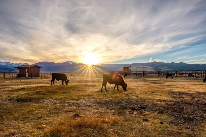 Afbeeldingen van Cow on a field at sunset