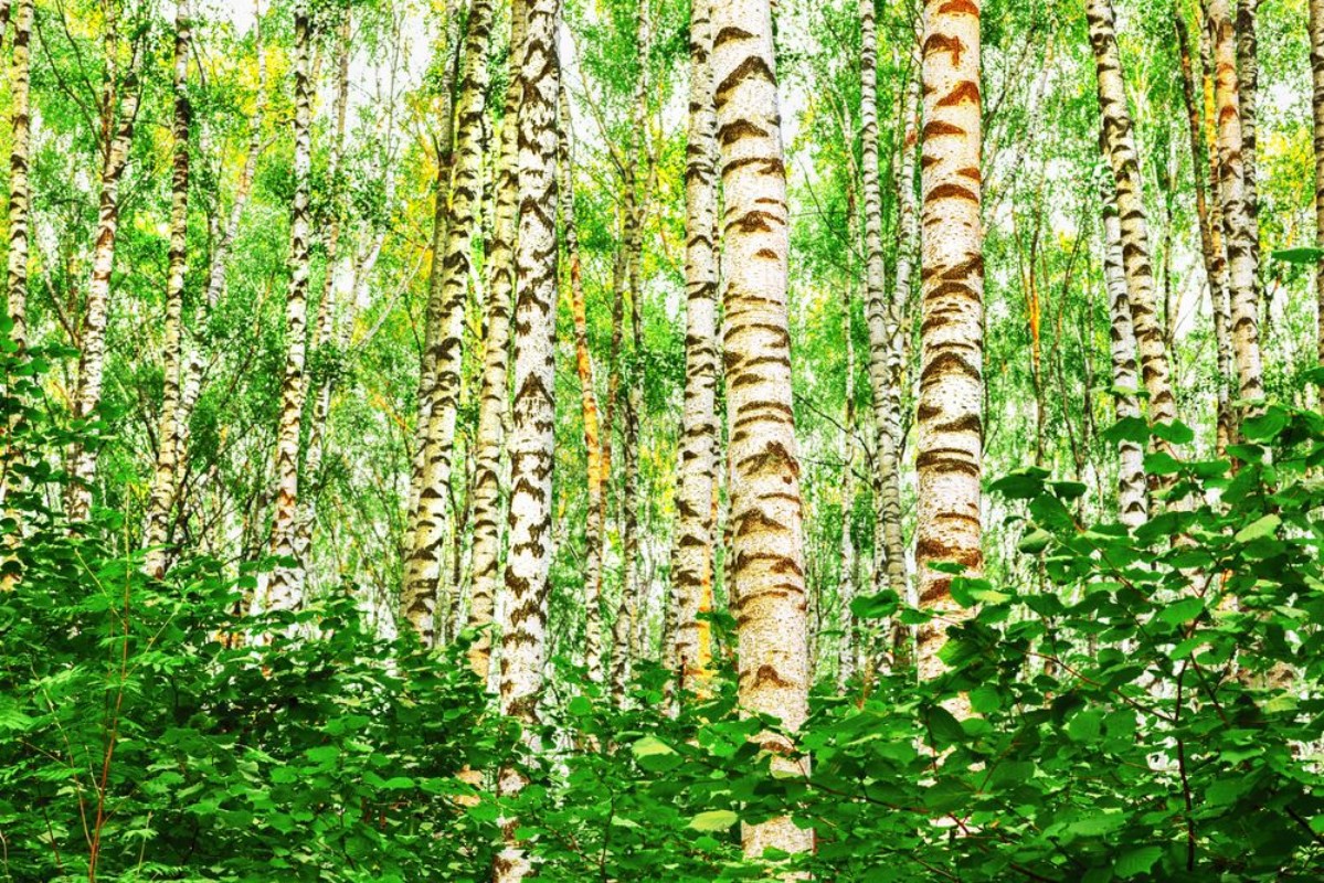 Picture of Summer in sunny birch forest