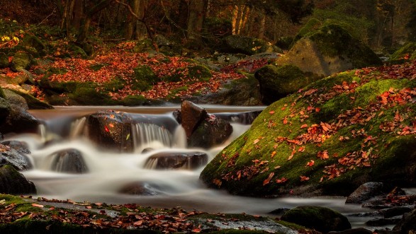 Afbeeldingen van Small Autumn Stream