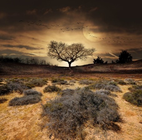 Image de Paysage dsert arbre fantastique dcor aride sec scheresse climat
