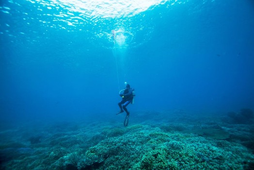 Picture of Scuba diver Sipadan island Celebes sea Malaysia