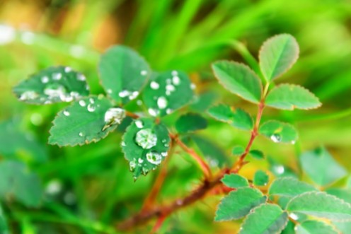 Plants in water drops photowallpaper Scandiwall