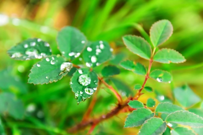 Plants in water drops photowallpaper Scandiwall