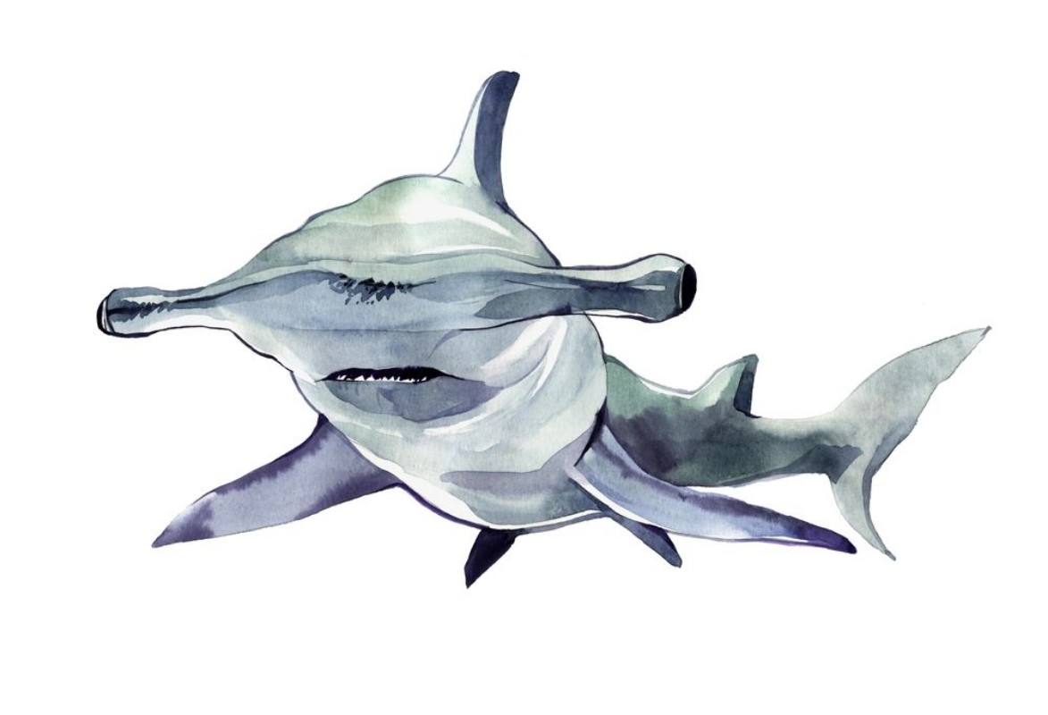 Bild på Watercolor hammerhead shark Illustration isolated on white background For design prints background t-shirt