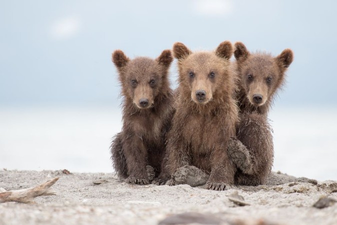 Picture of Portrait of an adorable little bears