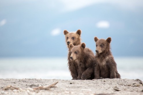 Afbeeldingen van Little cubs waiting for his mother bear
