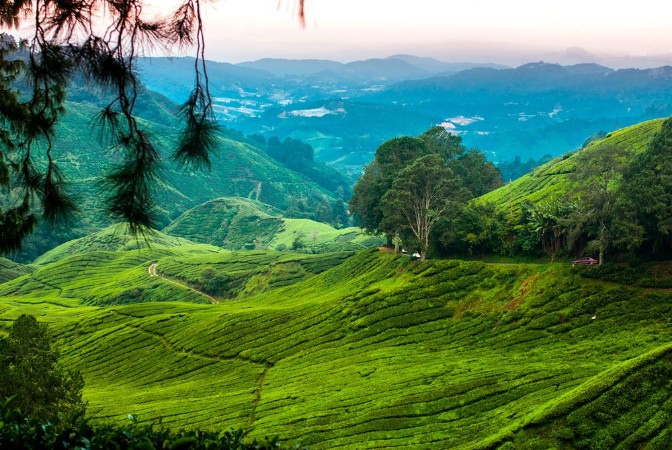 Picture of Tea plantations in the cameron highlands