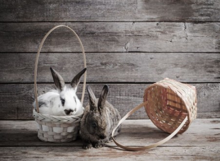 Image de Rabbits on wooden background