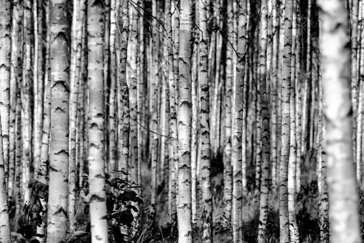 Picture of Birches