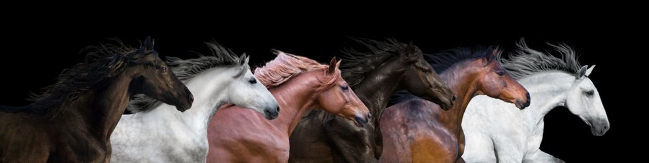Afbeeldingen van Six horses portraits isolated on a black background