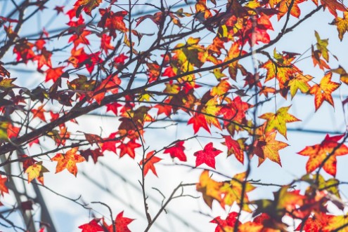 Afbeeldingen van Autumn Maple