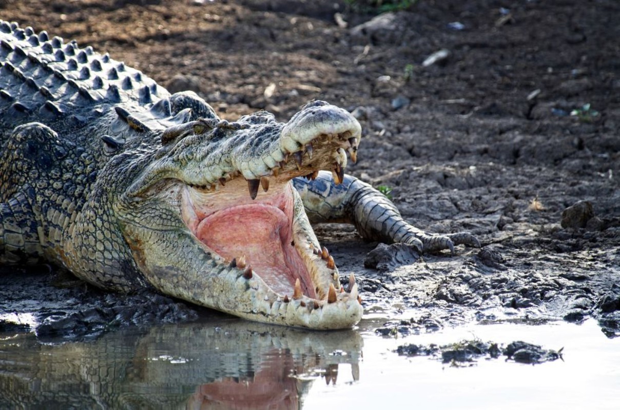 Image de Australien Saltwater Crocodile on a muddy riverbank