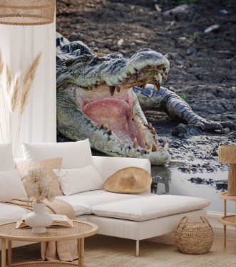 Afbeeldingen van Australien Saltwater Crocodile on a muddy riverbank