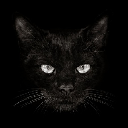 Picture of Dark muzzle cat close-up front view