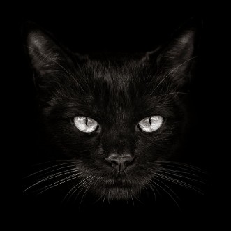 Dark muzzle cat close-up front view photowallpaper Scandiwall