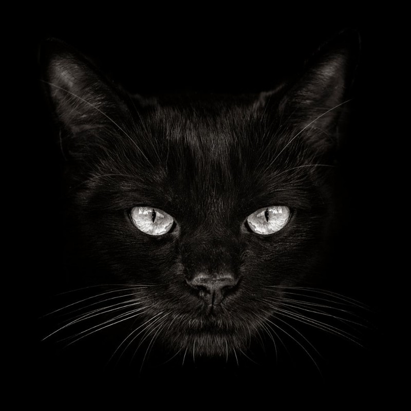 Bild på Dark Muzzle Cat