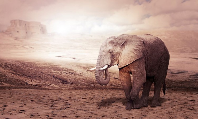 Afbeeldingen van Elephant walks in a desert nobody around concept of majesty and solitude climate change