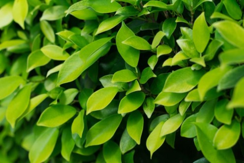 Picture of Background of leaves green bush