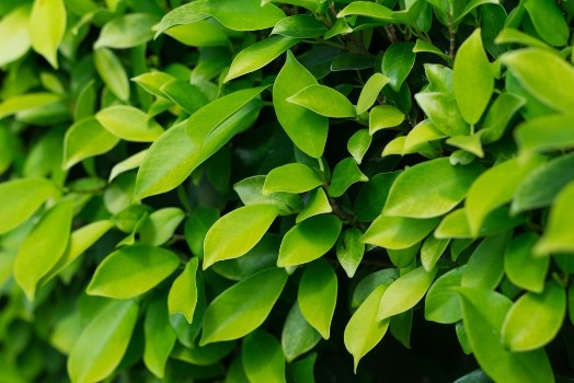 Bild på Background of leaves green bush