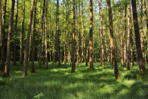 Bild på Bume und hohe grser im Wald am frhen morgen